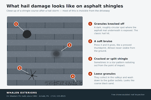 Hail damage on asphalt shingles: granule loss, soft bruising, and star-pattern cracks — signs your roof has storm damage.